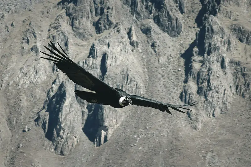 Andean condor soaring over the Colca Canyon
