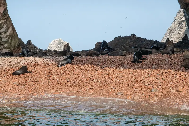 Sea lions on the rocks of the Ballestas Islands near Paracas